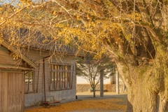 河内の大銀杏-5