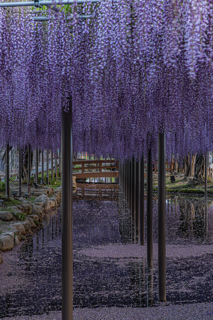 天王川公園「藤まつり」のあと