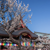 天満宮に咲く梅