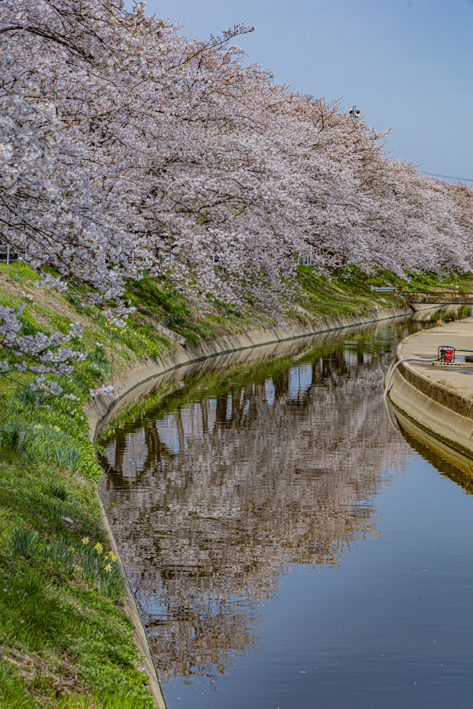 鍋田川提桜並木