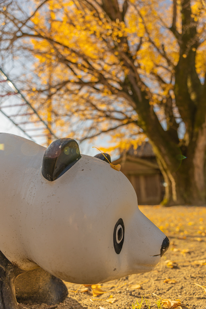 河内の大銀杏-4