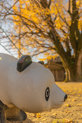 河内の大銀杏-4