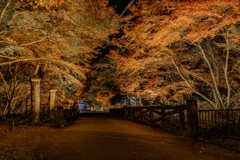 岩屋堂公園の紅葉