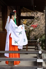 城南宮「しだれ梅と椿まつり」