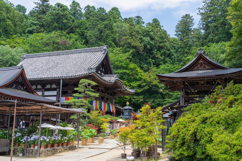 岡寺
