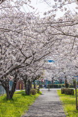 鍋田川提桜並木