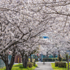 鍋田川提桜並木