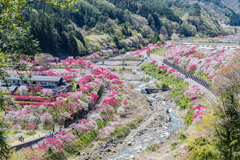 花桃の里