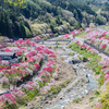 花桃の里