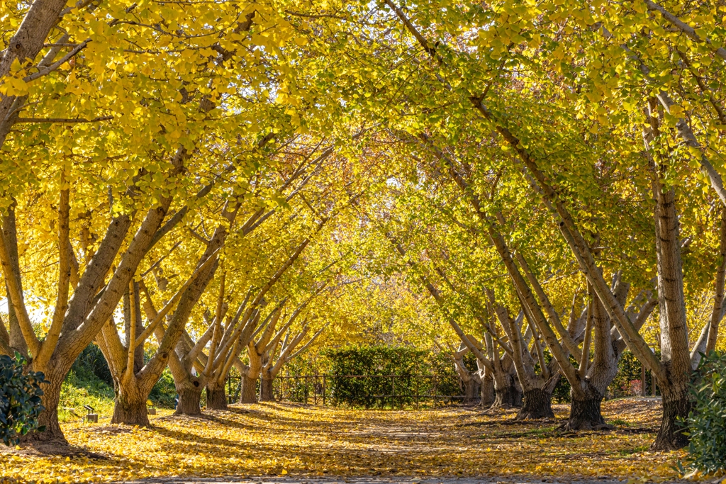 祖父江イチョウ祭り-2