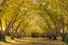 祖父江イチョウ祭り-2