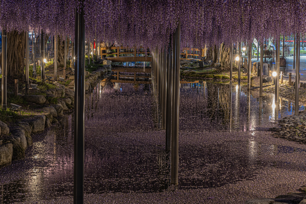 天王川公園「藤まつり」のあと