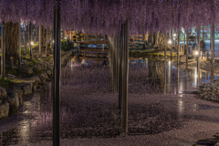 天王川公園「藤まつり」のあと