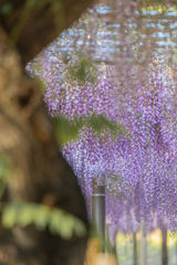 天王川公園「藤まつり」のあと