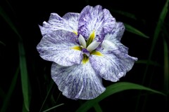 花しょうぶ