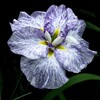 花しょうぶ
