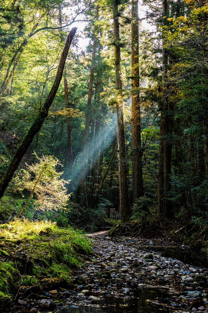 森のスポットライト