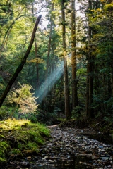 森のスポットライト