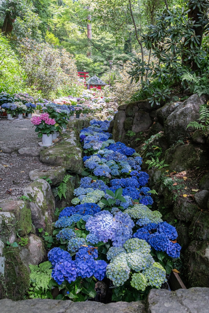 岡寺