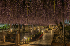 天王川公園「藤まつり」のあと