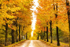 モミジバフウ並木