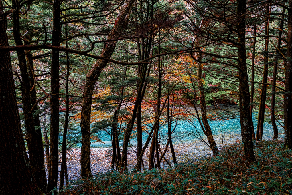 上高地で出会った紅葉