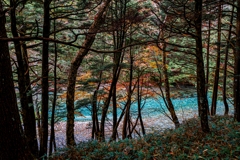 上高地で出会った紅葉