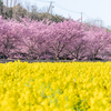 菜の花絨毯の河津桜