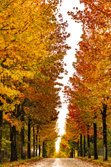 モミジバフウ並木