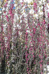 しだれシャワー