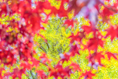 紅から除く黄金色