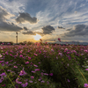 夕日にコスモス