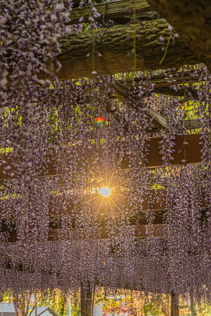 天王川公園「藤まつり」のあと（夕日）
