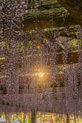 天王川公園「藤まつり」のあと（夕日）