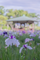 花しょうぶ