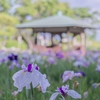 花しょうぶ