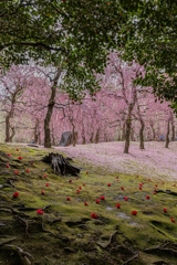 城南宮「しだれ梅と椿まつり」