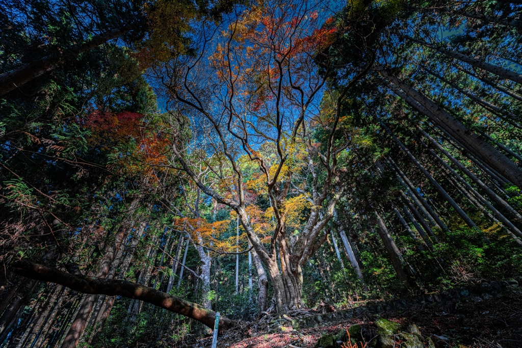 東の伊呂波紅葉