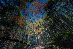 東の伊呂波紅葉