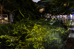 湯郷温泉ホタル祭り