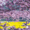 菜の花絨毯の河津桜　2