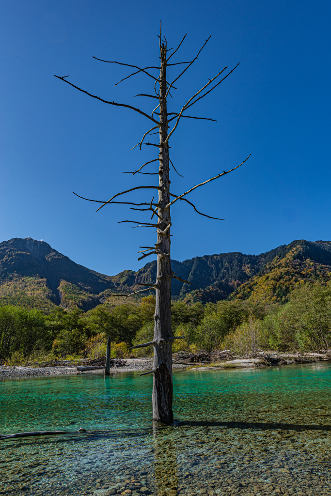 大正池の立ち枯れ木