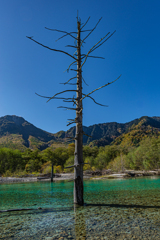 大正池の立ち枯れ木