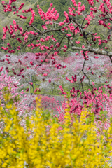 花桃の里