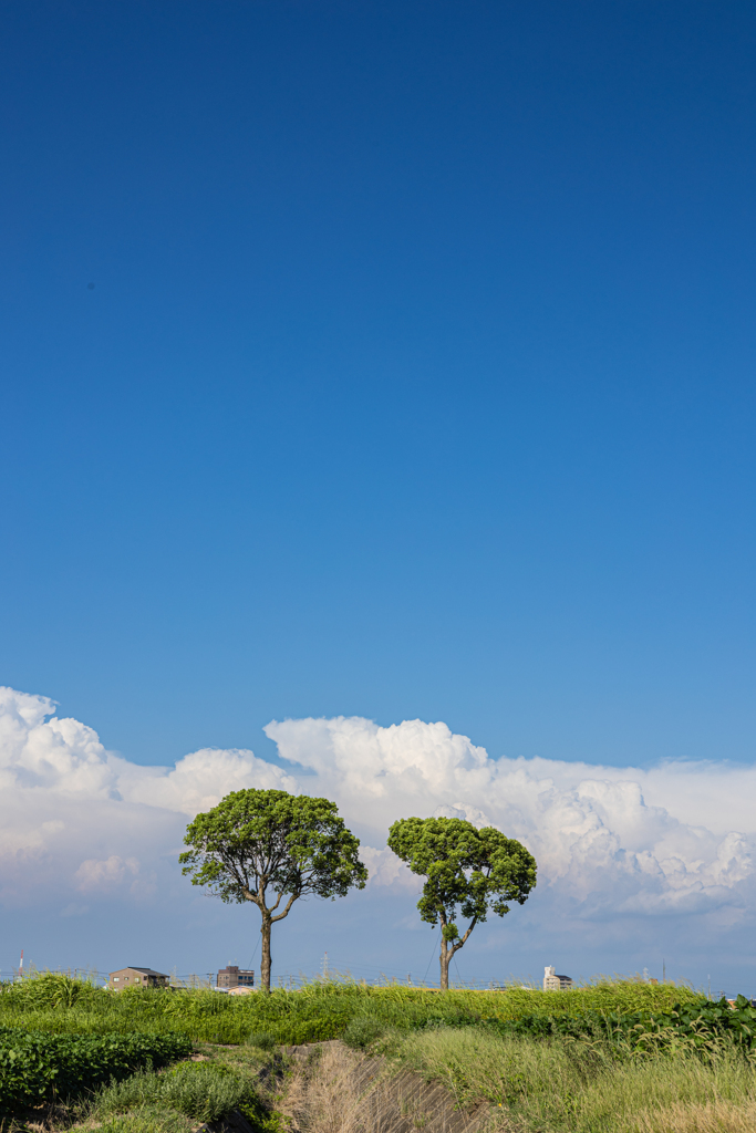 夏空