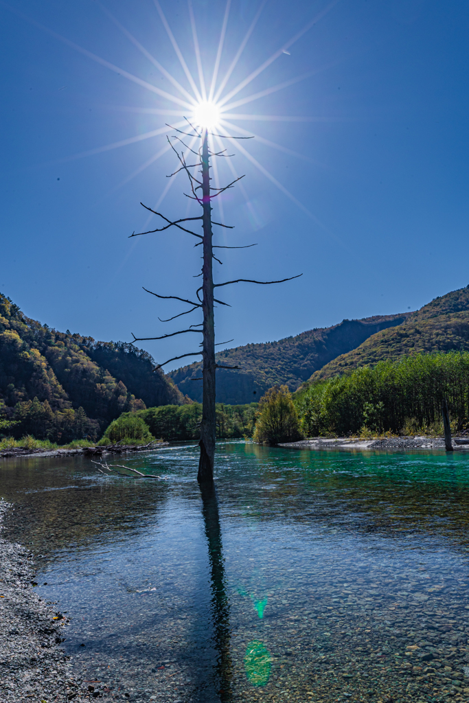 大正池の立ち枯れ木
