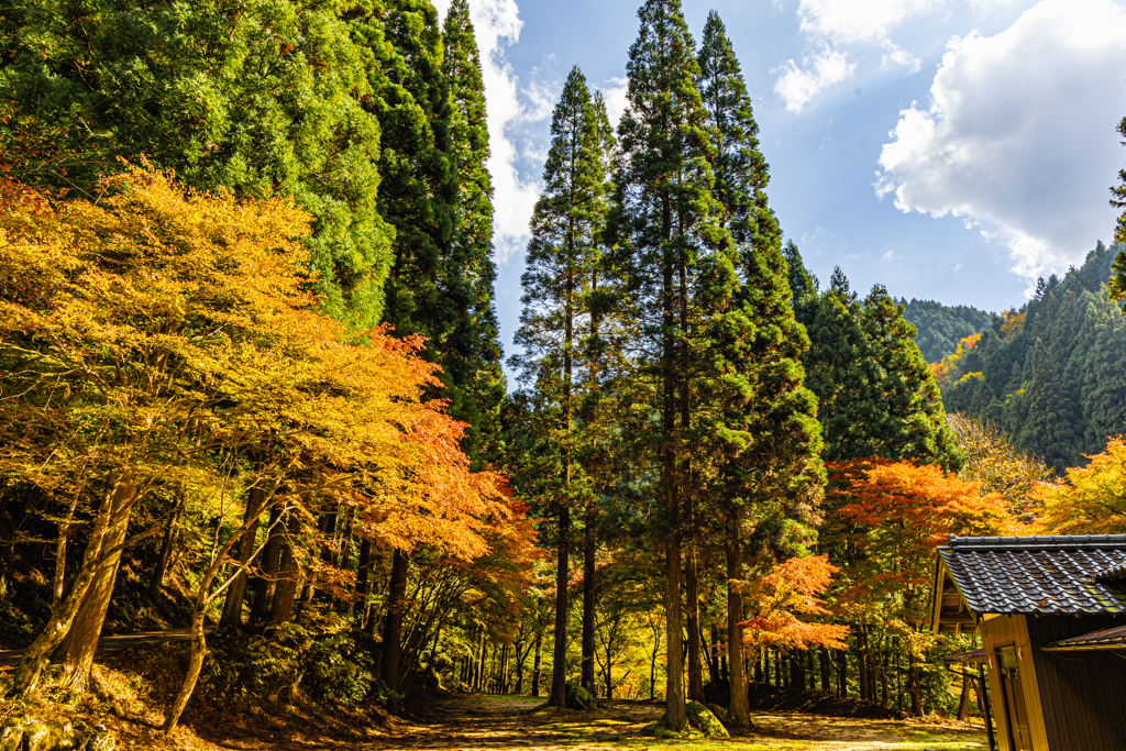 そびえ立つ杉の木々と紅葉