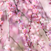 於大公園　梅まつり