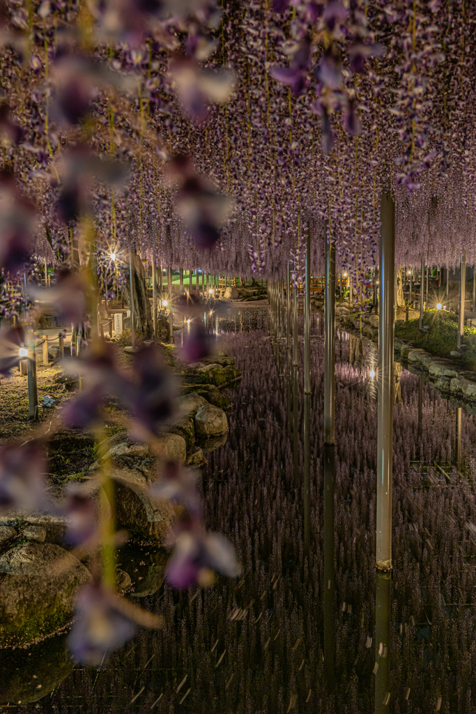 天王川公園「藤まつり」のあと