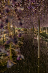 天王川公園「藤まつり」のあと